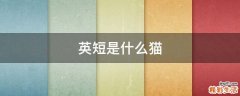 英短是什么猫