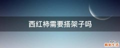 西红柿需要搭架子吗
