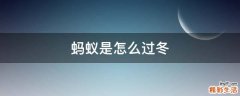 蚂蚁是怎么过冬