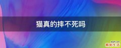 猫真的摔不死吗