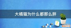 大橘猫为什么都那么胖