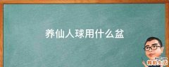 养仙人球用什么盆