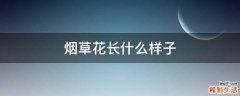 烟草花长什么样子