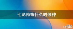 七彩辣椒什么时候种
