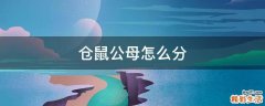 仓鼠公母怎么分