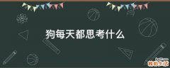 狗每天都思考什么