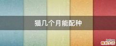 猫几个月能配种