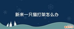 新来一只猫打架怎么办