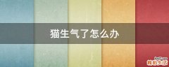 猫生气了怎么办