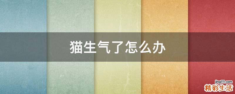 猫生气了怎么办