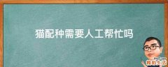 猫配种需要人工帮忙吗
