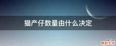 猫产仔数量由什么决定