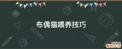 布偶猫喂养技巧