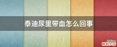 泰迪尿里带血怎么回事