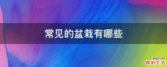 常见的盆栽有哪些