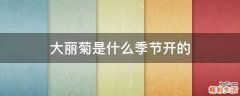大丽菊是什么季节开的