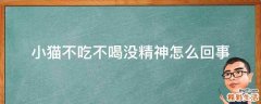 小猫不吃不喝没精神怎么回事