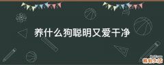 养什么狗聪明又爱干净