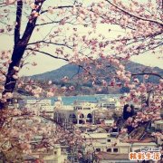 母丁香