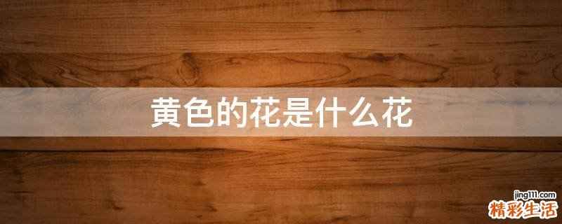 黄色的花是什么花