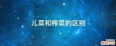 儿菜和榨菜的区别