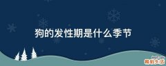 狗的发性期是什么季节