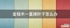 金钱木一直掉叶子怎么办