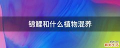 锦鲤和什么植物混养
