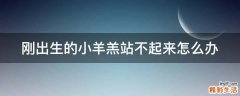 刚出生的小羊羔站不起来怎么办
