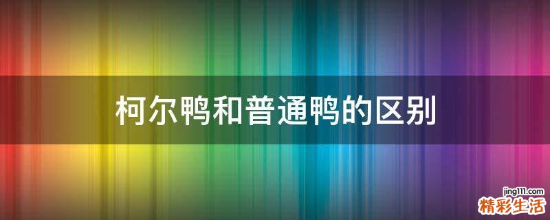 柯尔鸭和普通鸭的区别