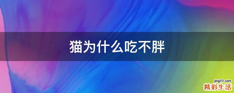 猫为什么吃不胖