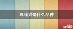 异瞳猫是什么品种