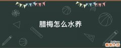 腊梅怎么水养