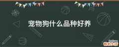 宠物狗什么品种好养