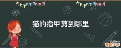 猫的指甲剪到哪里