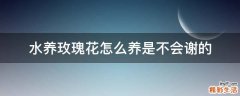 水养玫瑰花怎么养是不会谢的