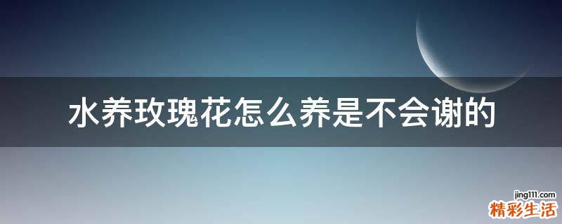 水养玫瑰花怎么养是不会谢的