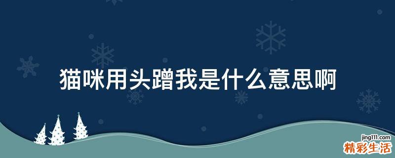 猫咪用头蹭我是什么意思啊