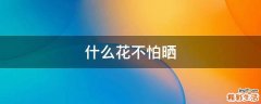 什么花不怕晒