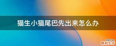 猫生小猫尾巴先出来怎么办