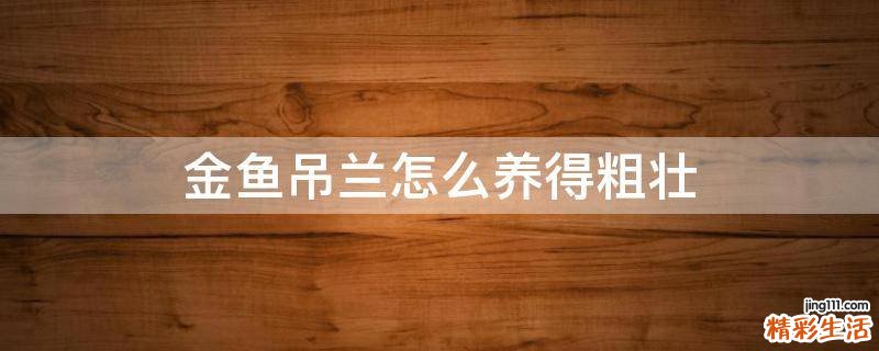金鱼吊兰怎么养得粗壮