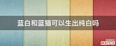 蓝白和蓝猫可以生出纯白吗