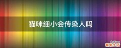 猫咪细小会传染人吗