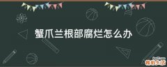 蟹爪兰根部腐烂怎么办