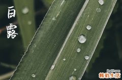 2023年白露节气是什么时候
