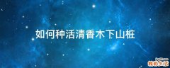 如何种活清香木下山桩