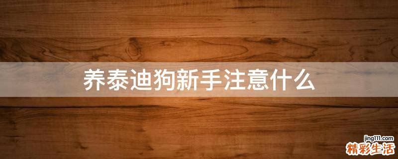 养泰迪狗新手注意什么
