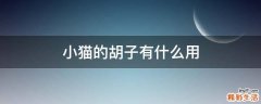 小猫的胡子有什么用