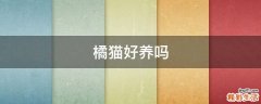 橘猫好养吗