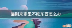 猫刚来家里不吃东西怎么办